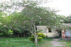 Lagerstroemia indica